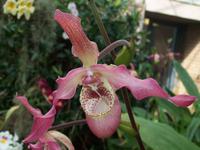 Eric Young Orchid Foundaion
