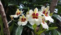 Eric Young Orchid Foundation auf Jersey