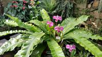 Eric Young Orchid Foundation
