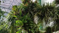 Eric Young Orchid Foundation