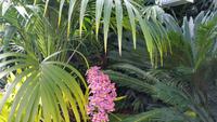 Eric Young Orchid Foundation