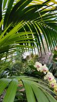 Eric Young Orchid Foundation