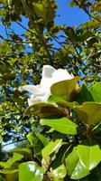 Eric Young Orchid Foundation