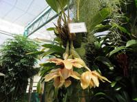 Eric Young Orchid Foundation