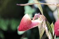 Eric Young Orchideen Ausstellung