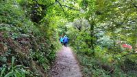 Fußweg ins Dorf - Sark