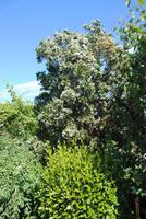Garten Grey Gables