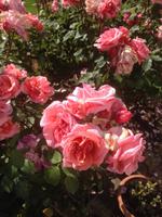 Garten Mrs. Lies