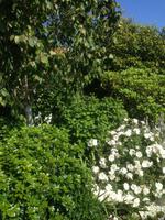 Garten Mrs. Lies