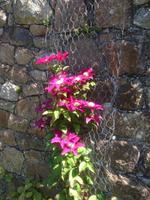 Garten Mrs. Lies