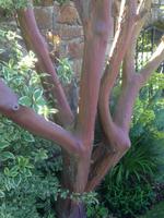 Garten Mrs. Lies