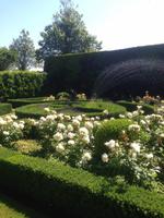 Garten Mrs. Lies