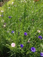 Garten Mrs. Lies