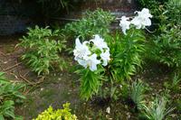 Gartentour - Lilien