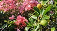 Gartentour auf Jersey - Zitronen im Hausgarten von Mrs Binnie