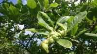 Gartenträume auf Jersey 4