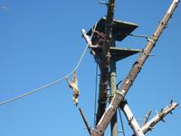 Gibbon im Durrell Zoo