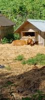 Golden Goat (berühmt auf Guernsey)