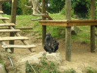 Gorillagehege in Durell