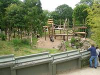 Gorillas in Durell