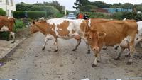 Guernsey Kühe