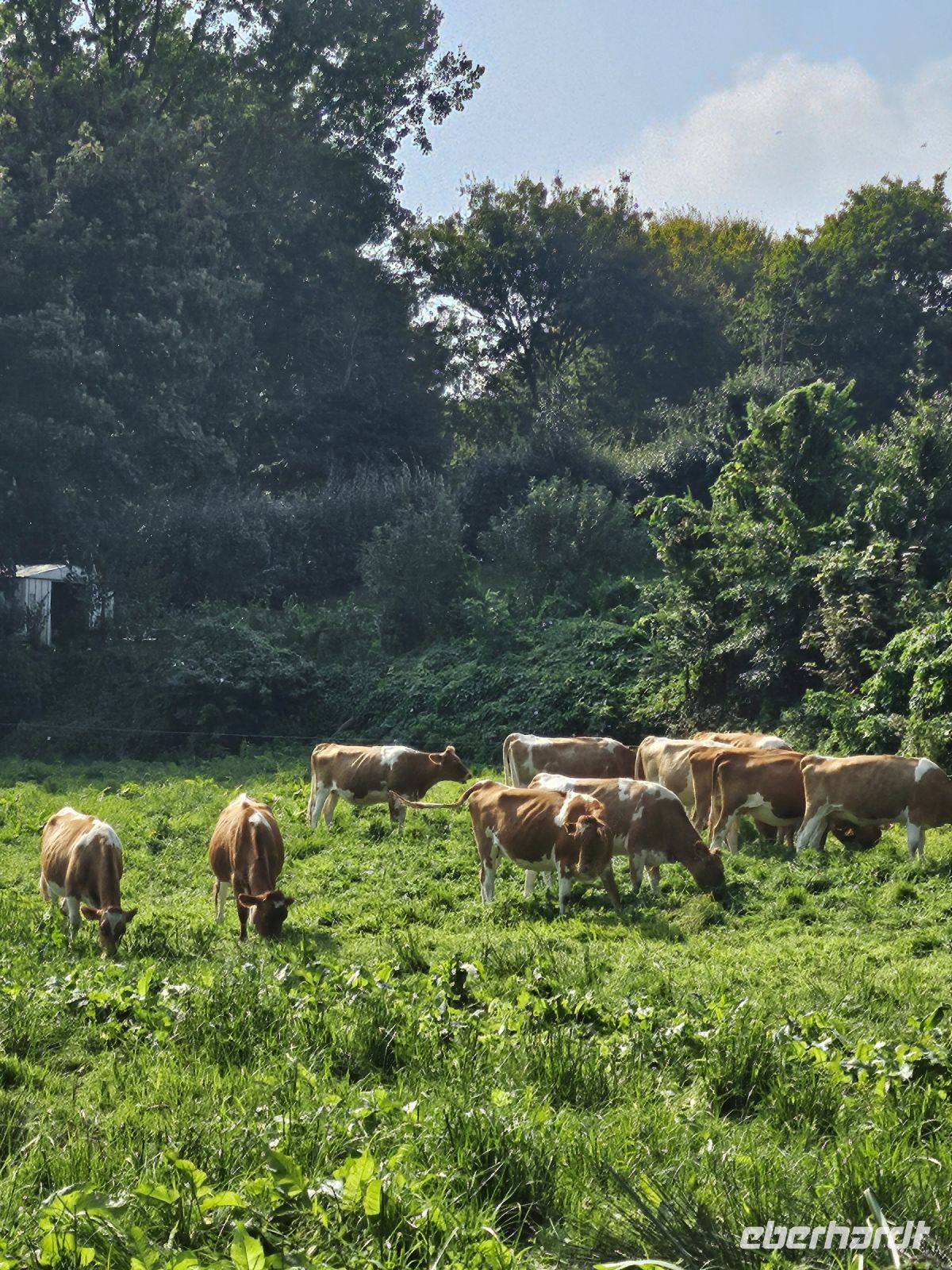 Guernsey Milchkühe