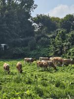 Guernsey Milchkühe