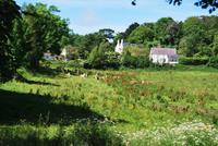 Guernsey-Kühe
