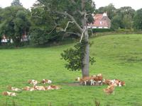 Guernsey-Kühe