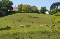 Guernsey-Kühe