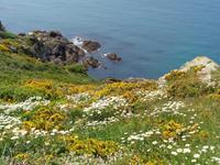 Guernsey