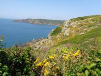 Guernsey