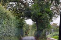 Guernsey