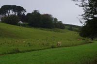 Guernsey