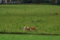 Guernsey