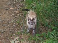 Hauskatze auf Sark