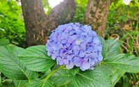 Hortensie am Wegesrand