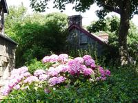 Hortensie