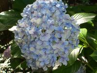 Hortensienblüte
