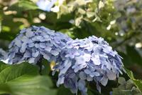 Hortensienblüte