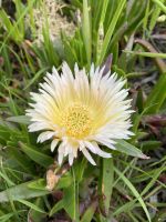 Hottentottenblume