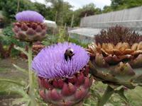 Hungrige Hummel in Seafield