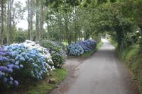 IMG_1349_Privater Hortensiengarten Jersey
