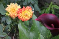 IMG_1437_Dahlien und Calla im Garten von Saint Peter Port Guernsey