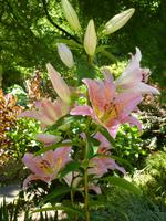 Im Garten von Lady Guthrie - Lilien