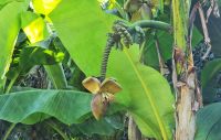 Im Privatgarten von Mr. Miles - sogar Bananen wachsen hier