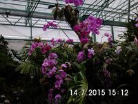 In der Orchid Foundation