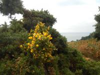 Insel Jersey - Fauna