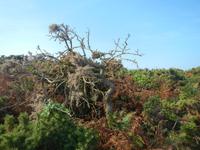 Insel Jersey- Fauna 