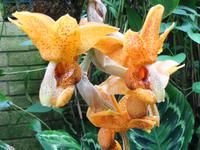 Jersey - Eric Young Orchid Foundation